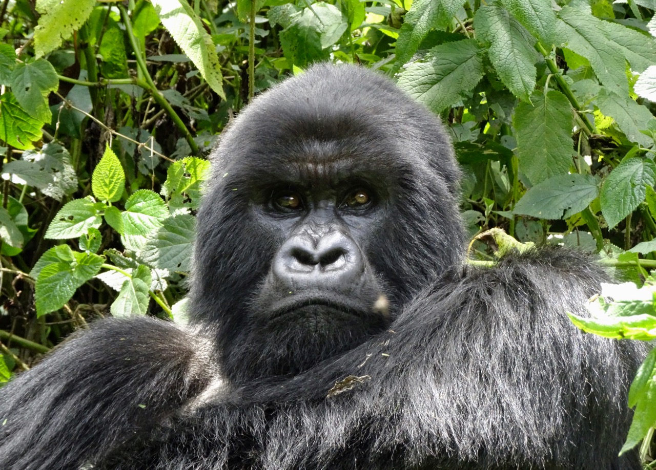 GORILLA TREKKING IN BWINDI IMPENETRABLE NATIONAL PARK